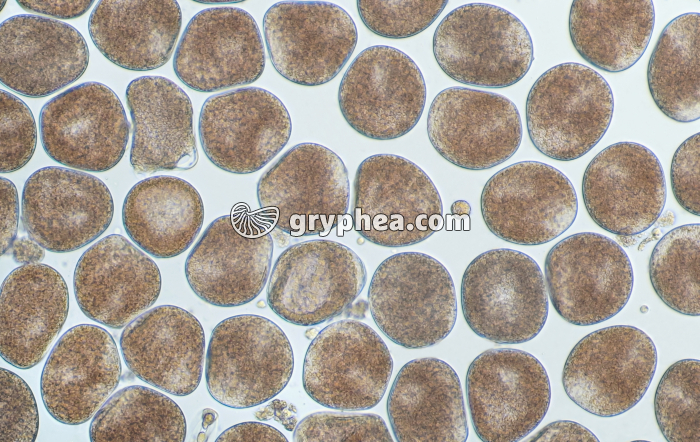 Moule (Mytilus edulis) - Ovules juste après leur émission par une femelle x25 - gryphea.com